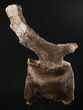 Diplodocus Caudal (Tail) Vertebra - Dana Quarry #10143-2